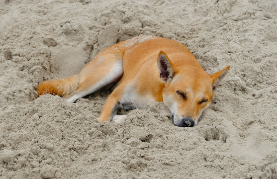Relaxed brown dog sleep on the beach.