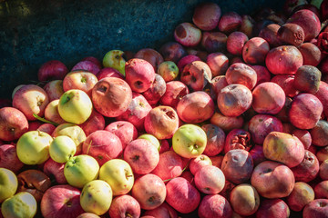 Rotten pile of apples