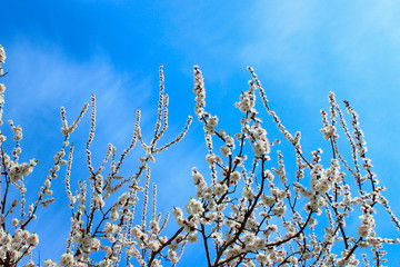 White Flowers On A Branch Over Blue Sky Background.  Cropped Shot Of Blooming Apricot Tree.  Abstract Nature Background. Beautiful Nature.