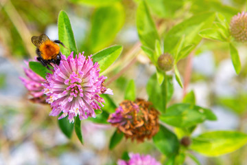Bumblebee on hop flower