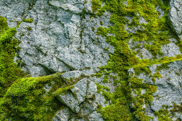 Moss on a rock face
