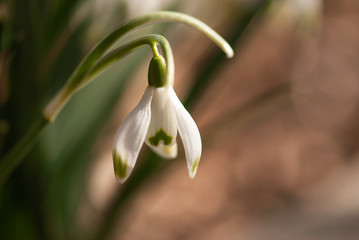 Spring Snowdrop Flower