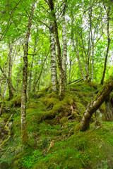 Thick wild forest in Norway in the summer.