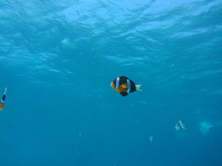 Fototapeta na wymiar Colorful fish swimming leisurely alone
