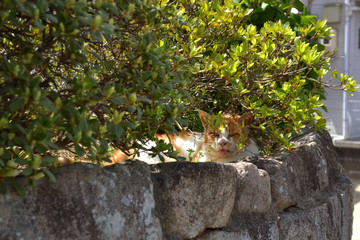 木陰から見つめる猫