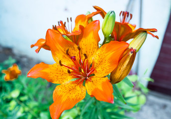  Lilies in the play of light © Gerhard