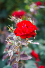 Beautiful Red flower in grassy field close up