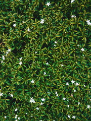 green leaf background