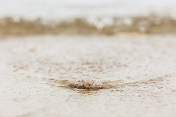 Pebble being dragged into the ocean