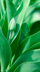 Obraz premium Green young tulips grow in the spring garden