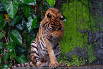 Fototapeta na wymiar tiger sit down