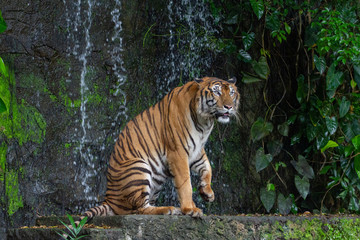 tiger sit down in front of waterfall