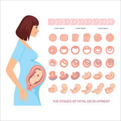 Stages of fetal development on white background. Pregnancy.