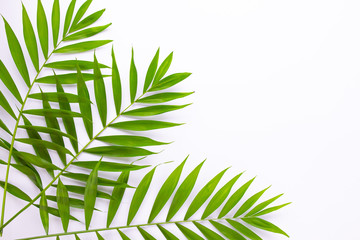 Layout of tropical leaves on a white background. Minimal summer exotic concept with copy space. Flat lay, top view