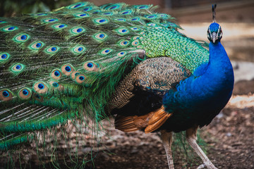 Obraz premium wild peacock with beautiful wings