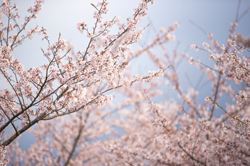 桜　サクラ