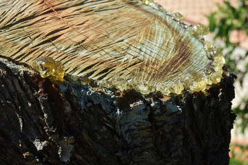De la gomme s'écoule entre l'écorce et l'aubier de cet amandier tronçonné