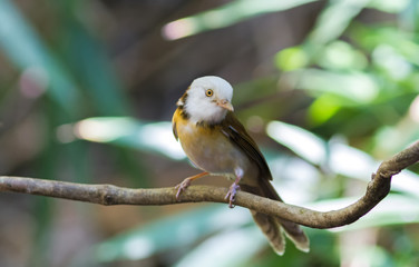 Lovely white head bird Collared Babbler (Gampsorhynchus torquatus Hume) on branch