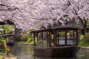 Japanese traditional boat floating on the small river with full blow cherry blossoms. Kyoto, Japan