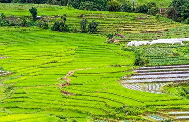 Obraz premium Rice fields on terraced of Mae Chaem, Chiang Mai, Thailand