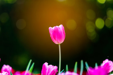 Colorful of pink tulip in the garden and blurry flower background,selective focus with soft focus.