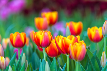 Colorful of orange  tulip in the garden and blurry flower background,selective focus with soft focus.