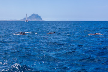 Observation of dolphins swimming in the Indian Ocean near the Mauritius island from tourist...