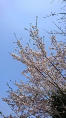 cherry tree blossom