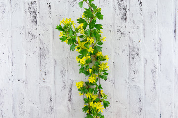 Blossoming branches.