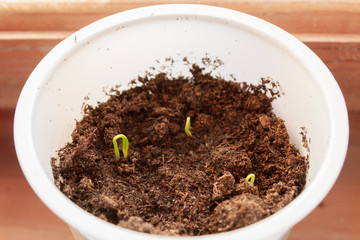 Young seedlings sprouted in a glass in early spring