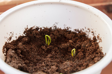 Young seedlings sprouted in a glass in early spring