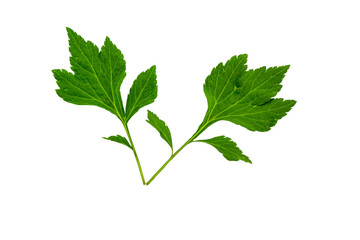 Close up green leaf of White mugwort plant (Artemisia lactiflora) isolated on white background.Saved with clipping path.