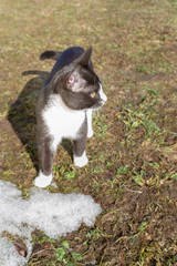 Young black and white cat walks on the street in early spring outside the city