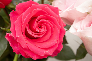 Beautiful lush red rose flower in full bloom