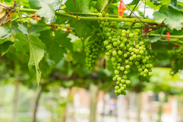 black wine grapes, grape harvest, vineyard.