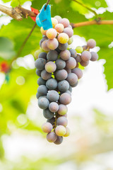 black wine grapes, grape harvest, vineyard.