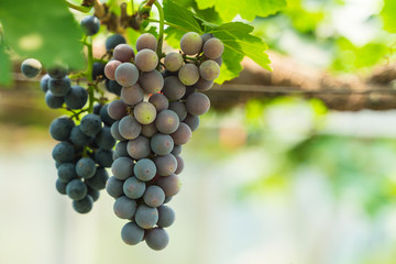 black wine grapes, grape harvest, vineyard.