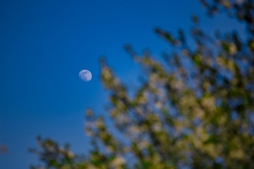 the moon behind a tree on daytime