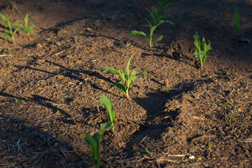Green shoots of corn. Field recently planted.