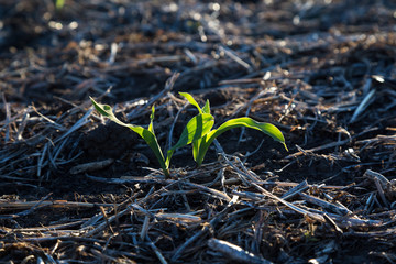 Green sprout of corn. Close up view.