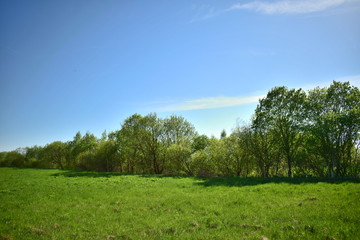 Fototapeta na wymiar trees in a field
