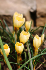 yellow crocus in the garden