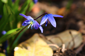 blue Scilla in the garden
