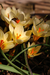 yellow crocus in the garden