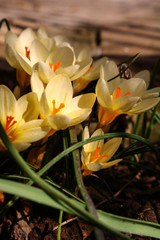 yellow crocus in the garden