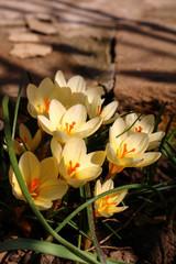 yellow crocus in the garden