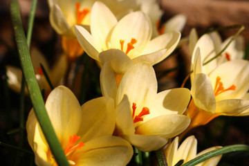 yellow crocus in the garden