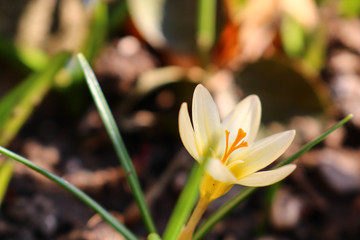 yellow crocus in the garden