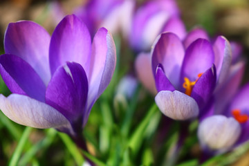 purple crocus in spring