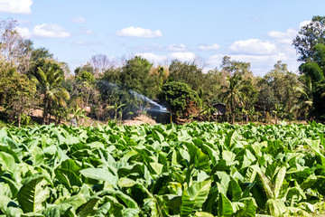 Fototapeta na wymiar Tobacco farm with water springer in Thailand